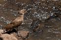 129 Tanzania, Ngorongoro Krater, hamerkop